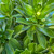 Nipponanthemum nipponicum Montauk 125374